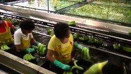 Как выращивают бананы