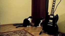 Смотреть Кошка просит прощения у товарища