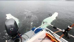 Смотреть Рыбак повстречал кита
