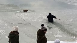 Как зимой люди собаку спасли