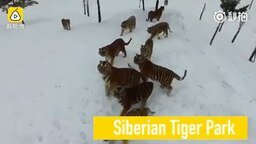 Смотреть Тигры против дрона