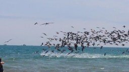 Смотреть Массовая охота пеликанов