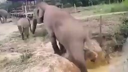 Слониха помогает своему сынишке
