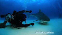 Смотреть Любовь к акулам