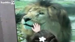 Смотреть Дети общаются со львом