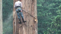 Смотреть Как рубят большое дерево в Японии