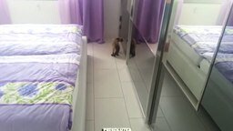 Смотреть Сиамская кошка против отражения