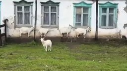 Как козы прячутся от дождя