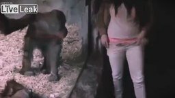 Смотреть Девушка соблазняет самца шимпанзе