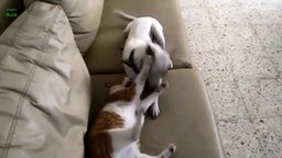 Дружные собаки и кошки