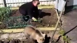 Смотреть Медвежонок помогает сажать картошку
