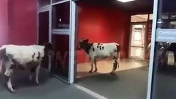 Коровы в торговом центре