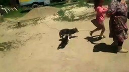 Смотреть Кошки атакуют собаку