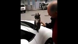 Кошка-неженка на машине