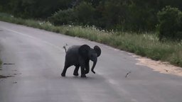 Смотреть Беззаботный слонёнок