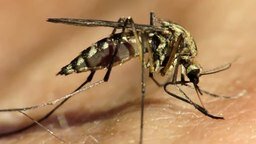 Смотреть Как комар пьёт кровь