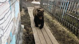 Медведь зашёл в гости