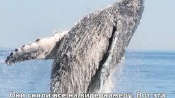 Смотреть Как люди кита спасли