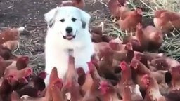 Смотреть Пёс среди кур