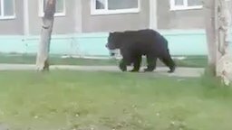 Прогулка медведя по городу
