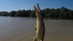 Как высоко могут прыгать крокодилы