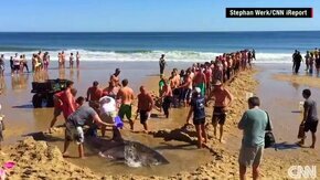 Смотреть Как люди спасли акулу
