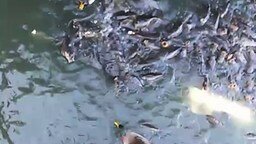 Смотреть Рыбы воюют с утками за еду