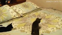 Смотреть Кошки резвятся на кровати