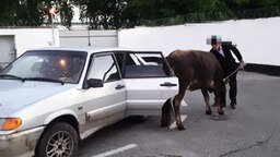 Смотреть Полицейские вернули хозяину украденную корову