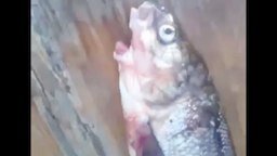 Смотреть Якутская рыба-мутант