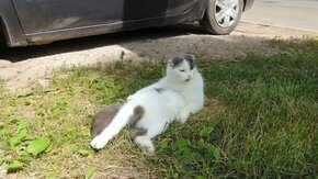 Смотреть Расслабленный котяра на газоне
