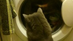 Смотреть Кошка стирает вместе с машинкой