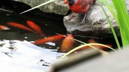 Смотреть Птицы кормят рыбок