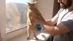 Смотреть Смешные танцующие коты и кошки