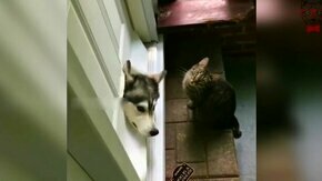 Пёс ошибся дверью