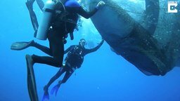 Смотреть Освобождение китовых акул из сетей