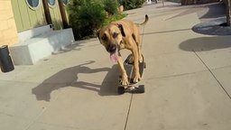 Смотреть Чудной пёс на скейте