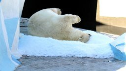 Смотреть Медведица в зоопарке радуется августовскому снегу