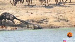Как бегемоты спасли антилопу от крокодила
