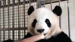 Смотреть Панда ест бамбук