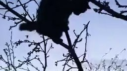 Смотреть Кот ловит жуков на дереве