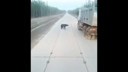 Смотреть Медведь-попрошайка на дороге