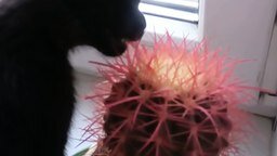 Смотреть Котёнок пожирает кактус