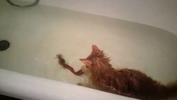 Смотреть Кот в ванне и лента