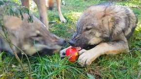 Волки и яблоко