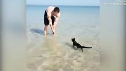 Смотреть Кот, который любит море