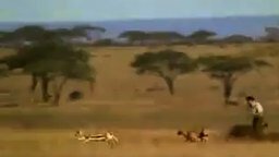 Смотреть Как человек вырвал добычу у гепарда