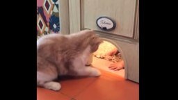 Смотреть Малыш лезет в кошачье отверстие в двери