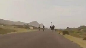 Пробежка страуса с велосипедистами