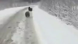 Смотреть Наперегонки с медведями